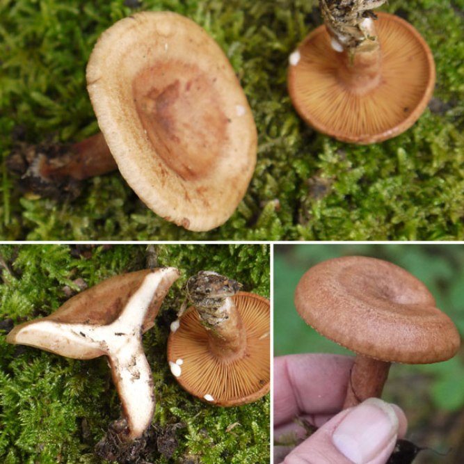Şalgam Mantarı (Lactarius quietus)