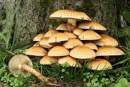 Şapkalı Mantar (Leratiomyces percevalii)