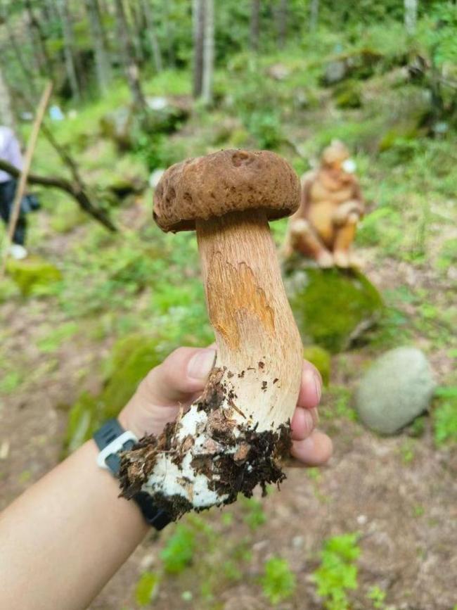 皱盖羊肚菌牛肝菌 (Boletus morchellipes)