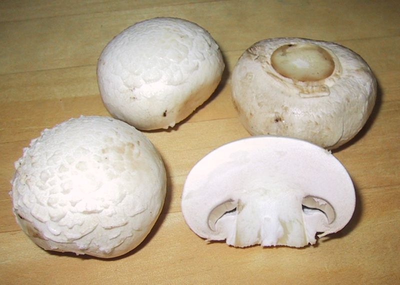 Kastanjechampinjon (Agaricus bisporus)