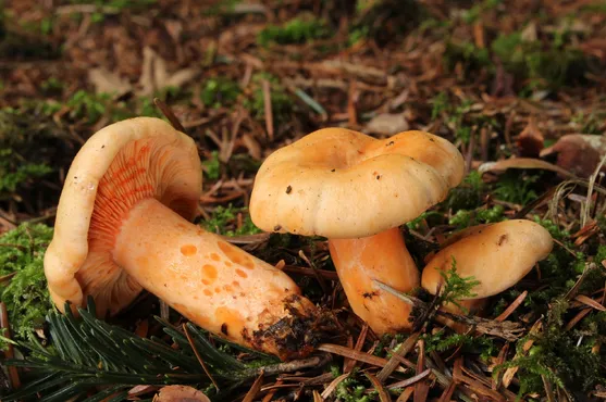 เห็ดน้ำนมหนู (Lactarius subdulcis)