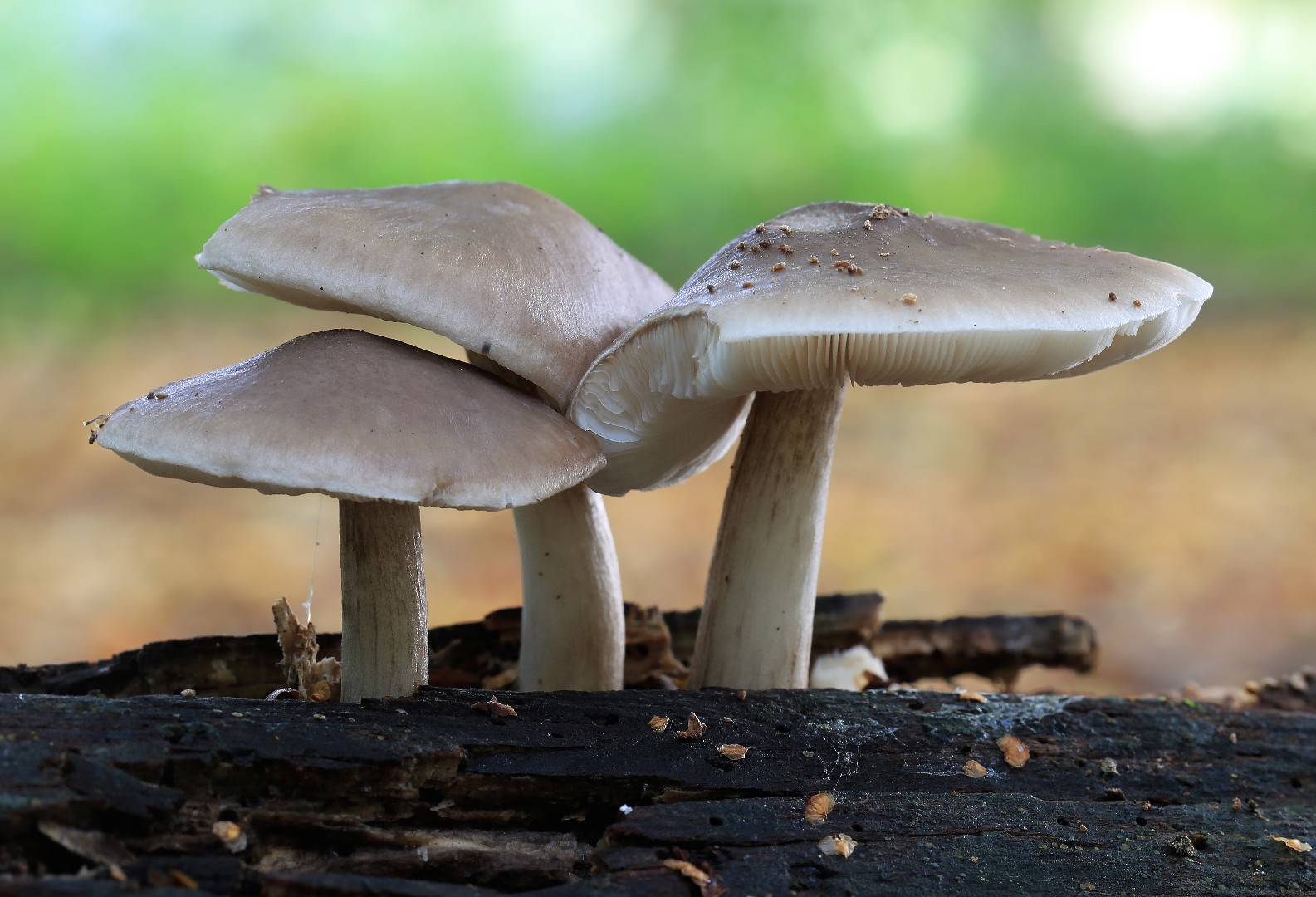 猪耳 (Discina ancilis)