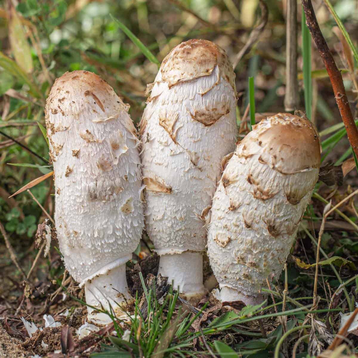 Čupava gnojištarka (Coprinus comatus)