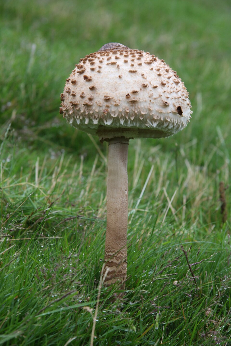 环柄菇 (Amanitopsis)
