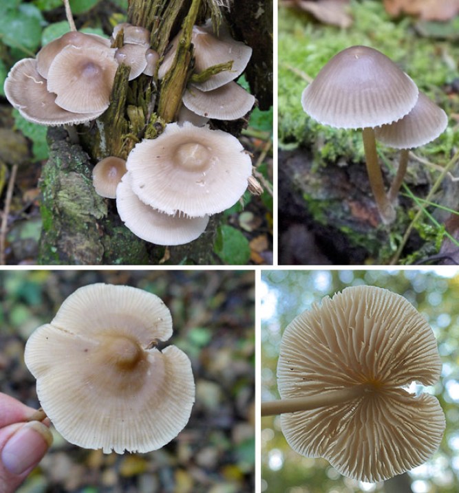 Blek nagelskivling (Mycena galopus)