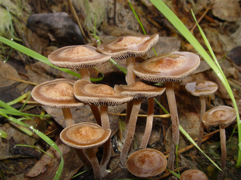 Pásikavec obojkový (Panaeolus cinctulus)