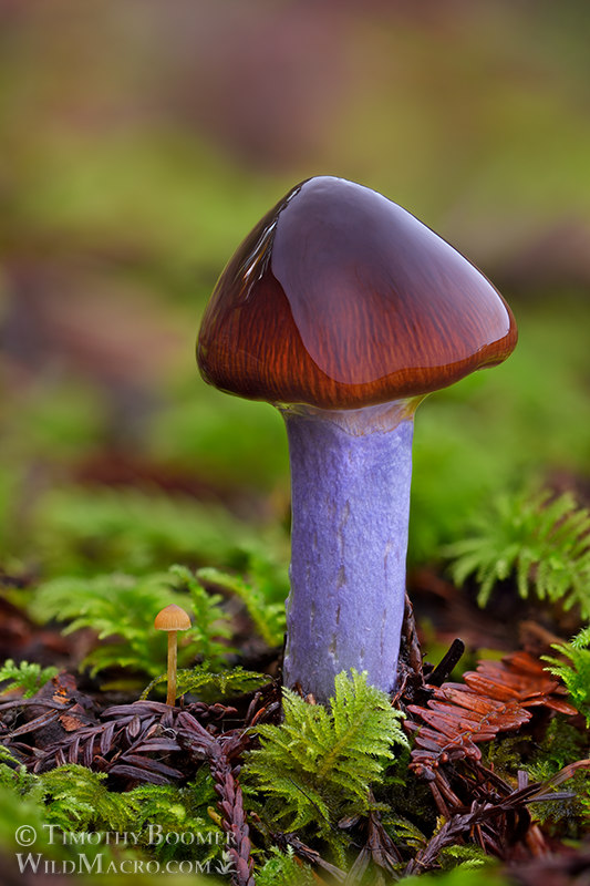 Sümüklü Mantar (Cortinarius mucosus)