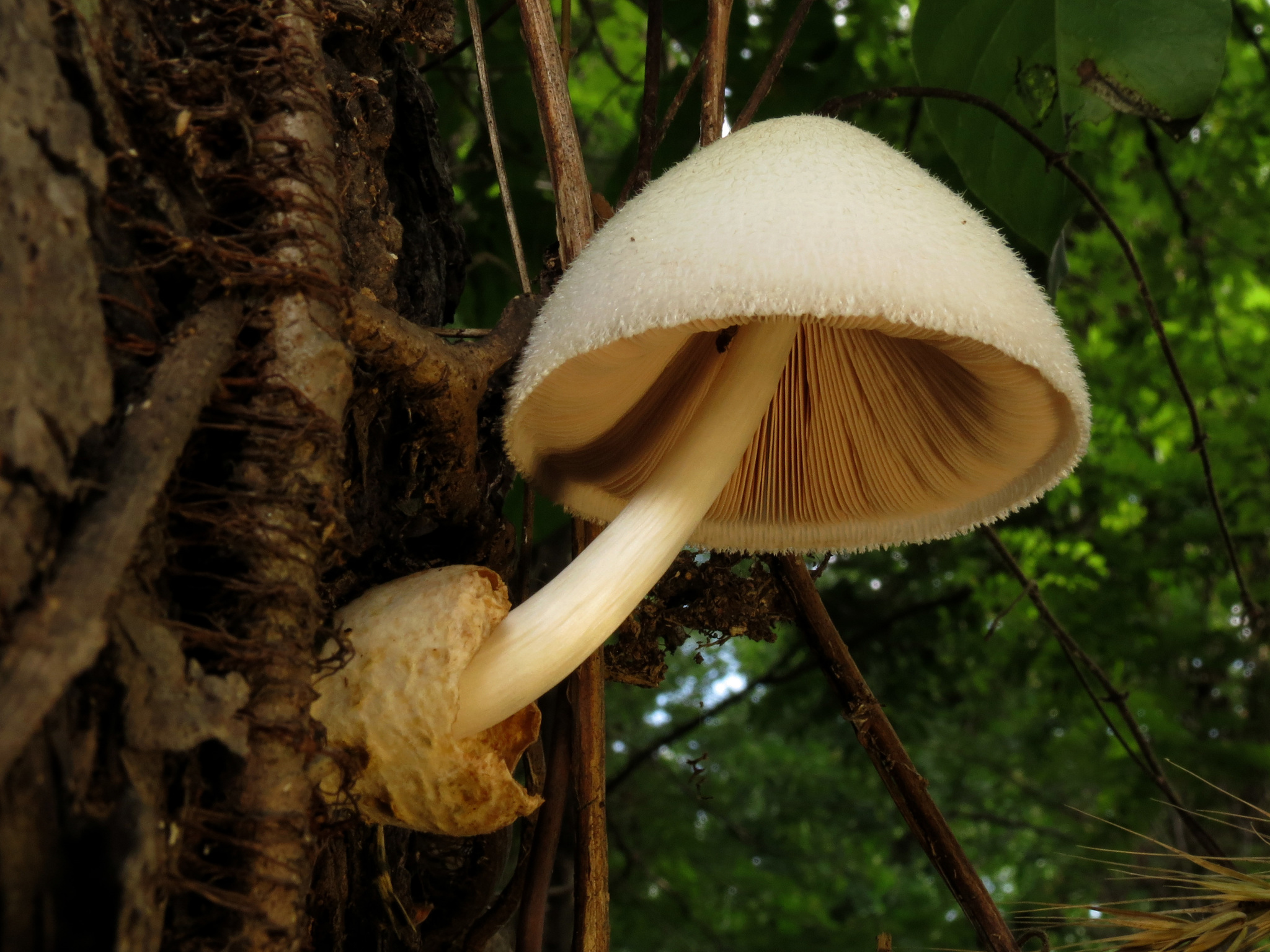Nấm Mũ Tiên Xanh (Mycena interrupta)