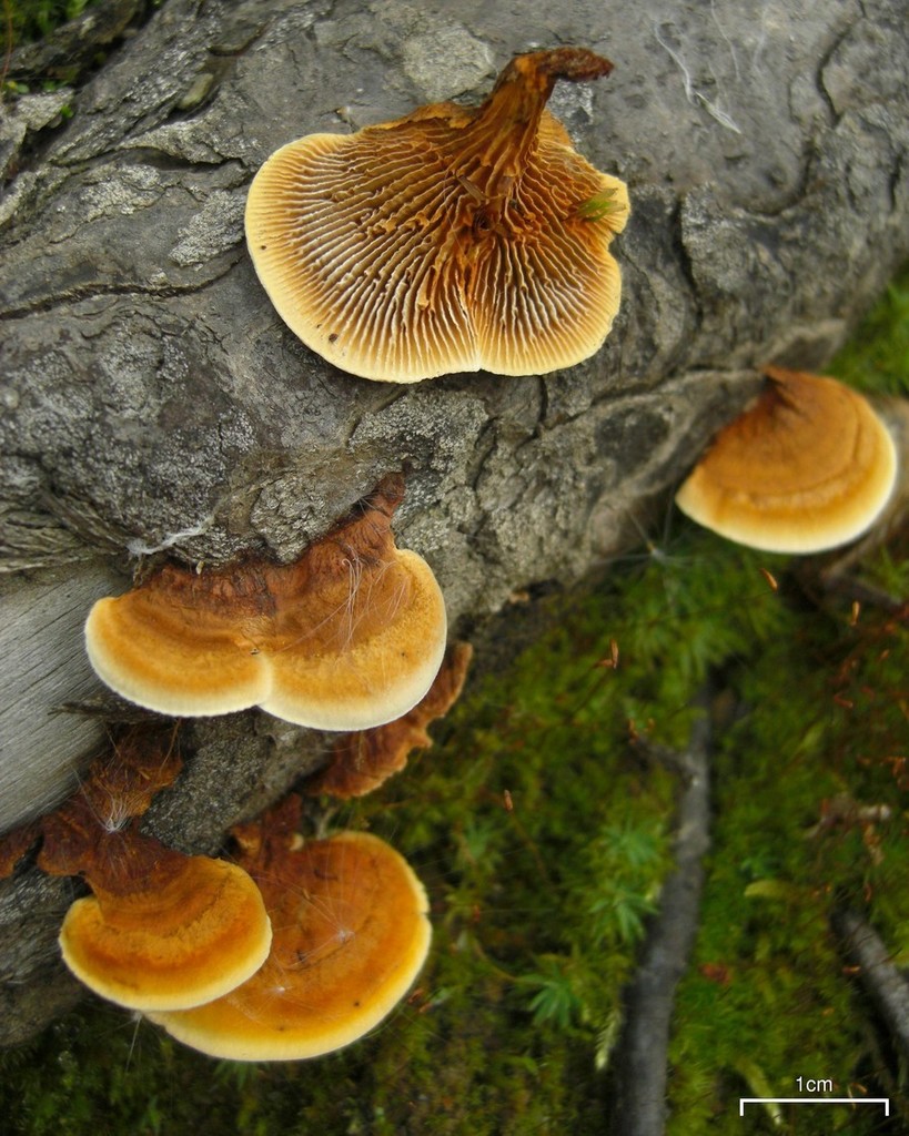 Rosenticka (Gloeophyllum sepiarium)