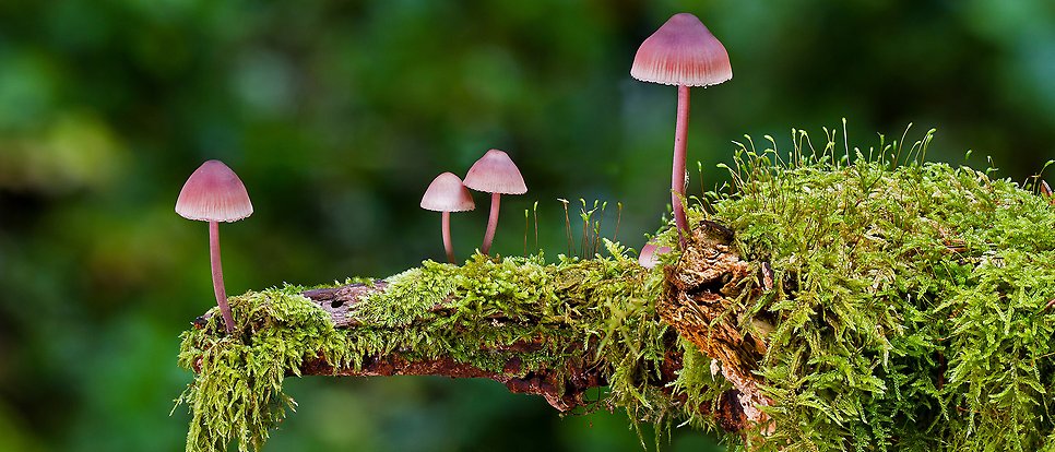 Aprikosvaxskivling (Hygrophorus persicolor)