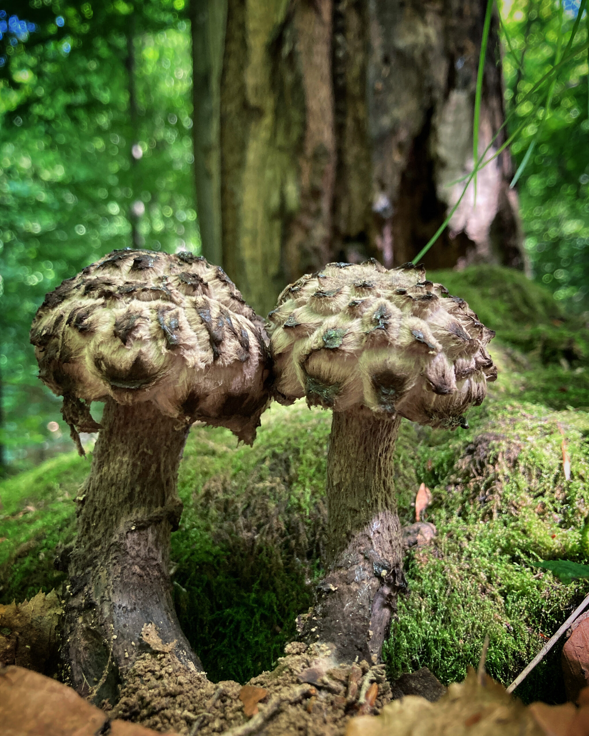 Білий лицар (Tricholoma columbetta)