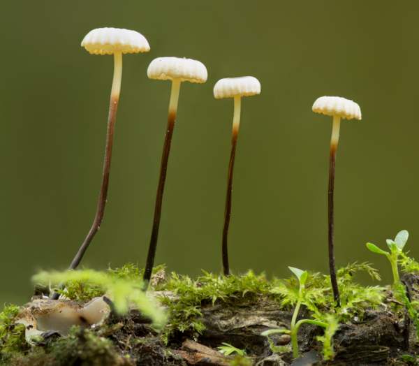 无 (可能为小菇属(Marasmius)的某种)