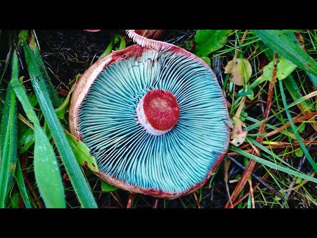 血红乳菇 (Lactarius sanguifluus)