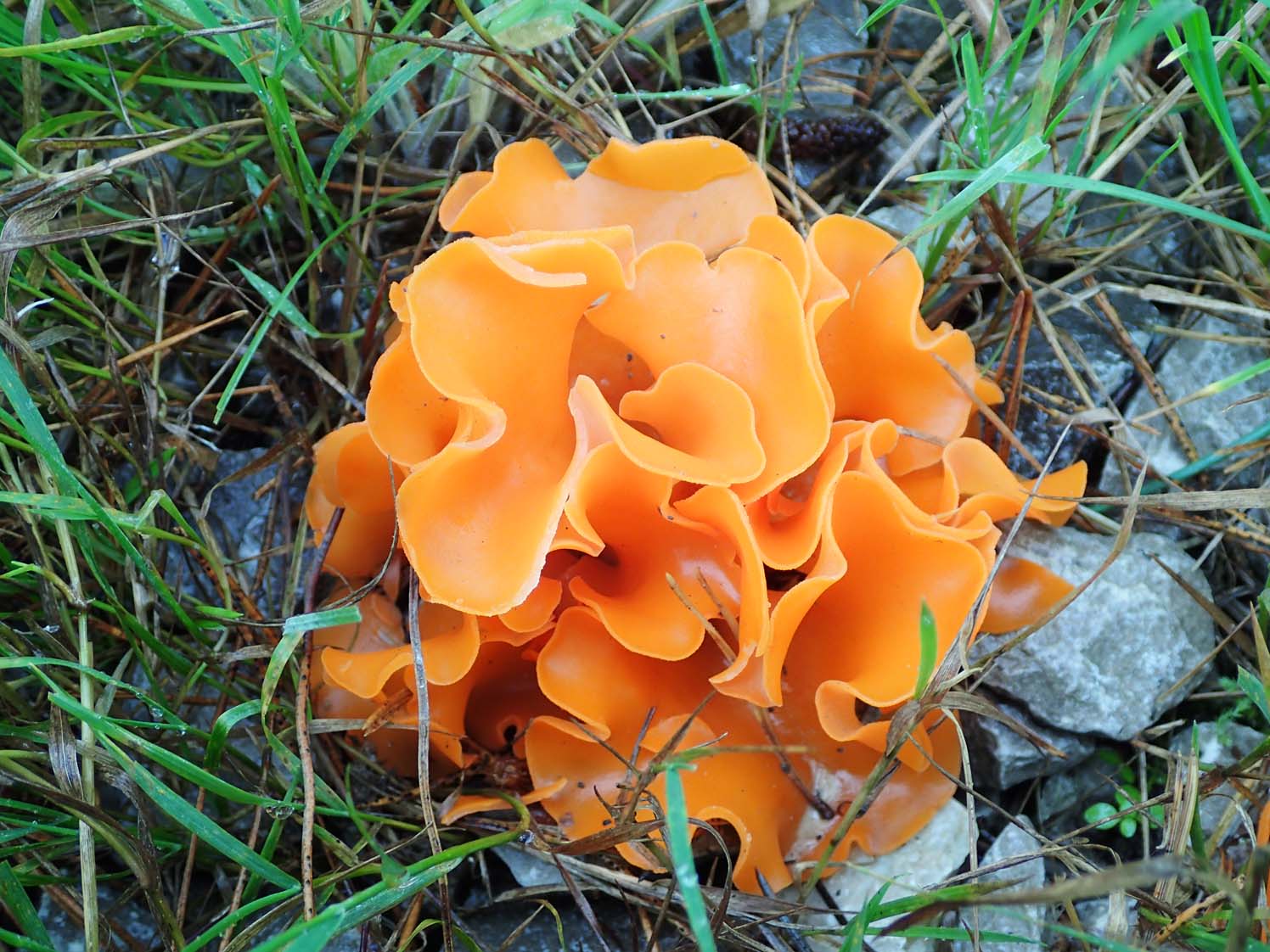 เห็ดเปลือกส้ม (Aleuria aurantia)