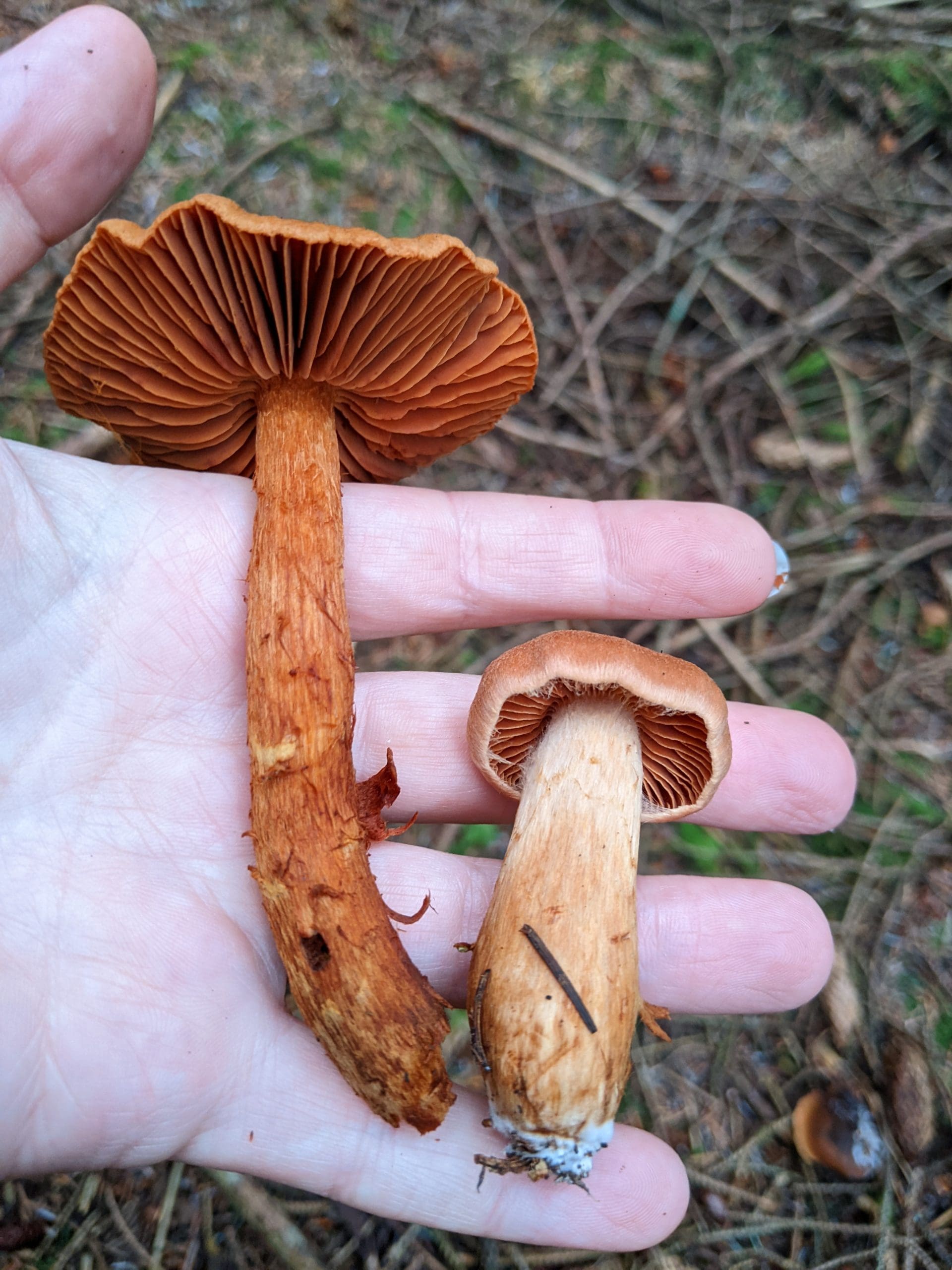 Gulskivig kanelspindling (Cortinarius croceus)