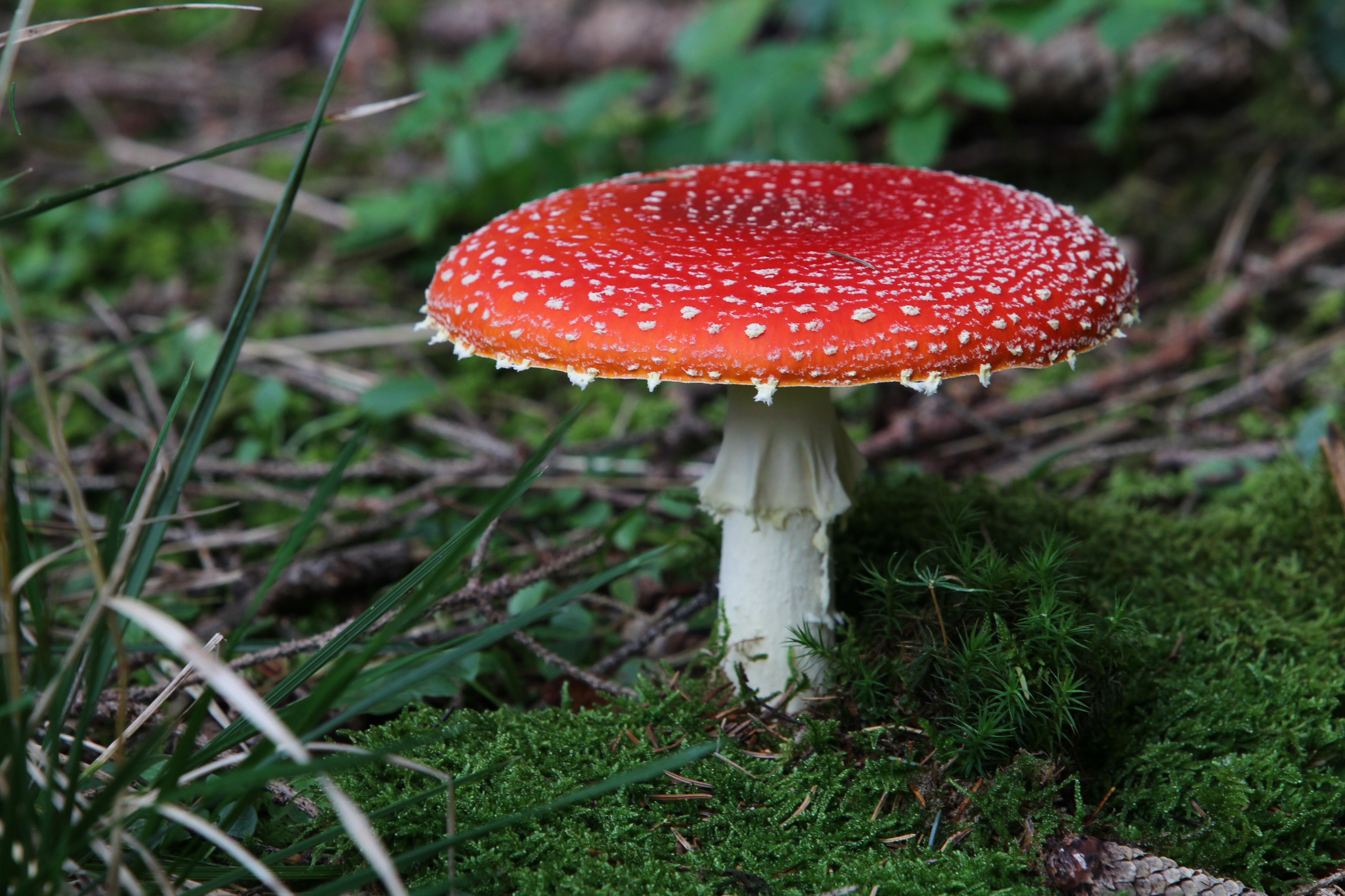 Gümüş Amanita (Amanita argentea)