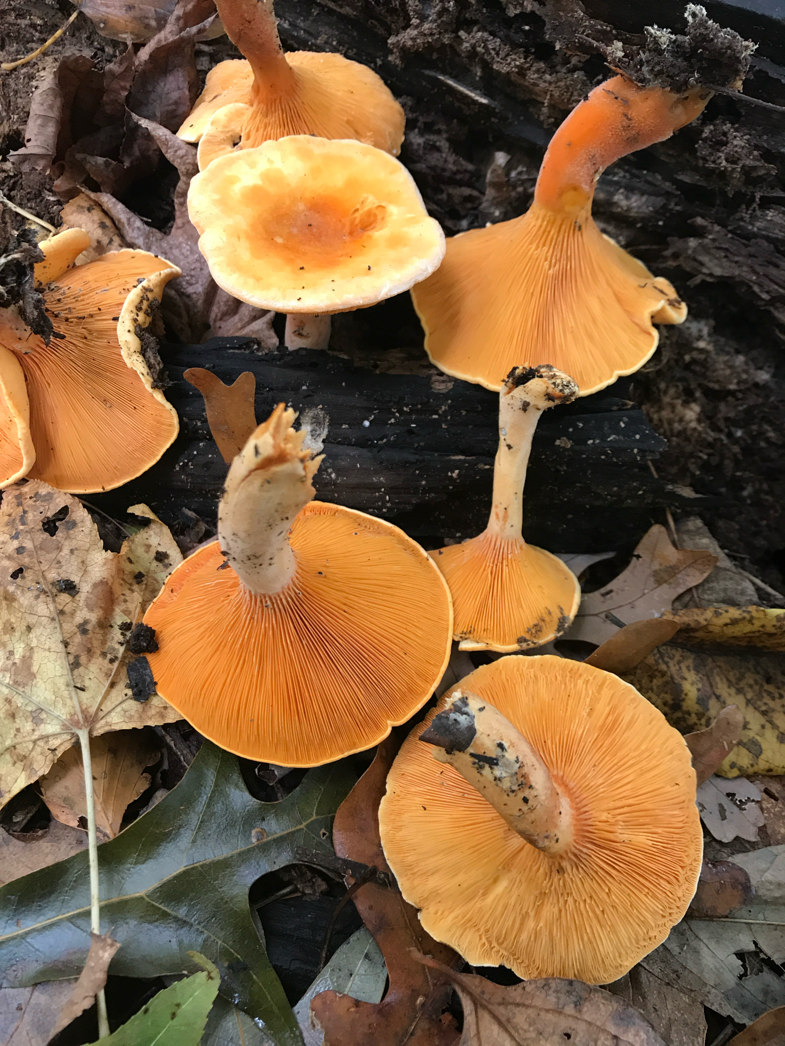 Помаранчева Міценелла (Mycenella aurantiaca)