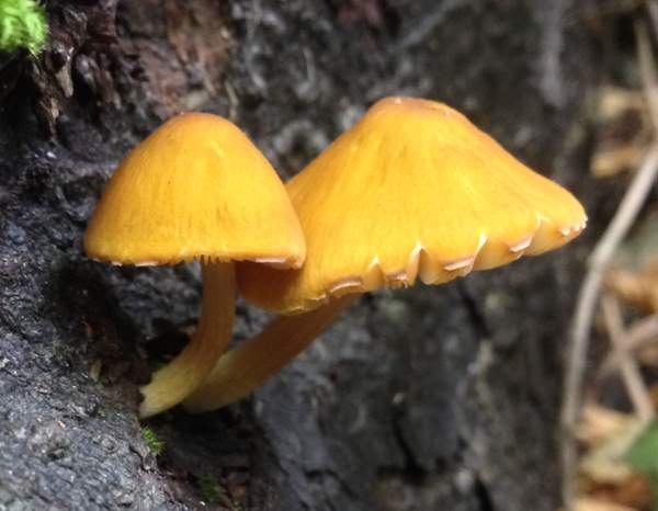 Altın Lamelli Pluteus (Pluteus aurantiorugosus)