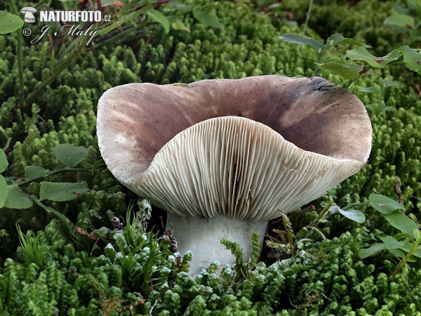 Сироїжка червона (Russula lepida)