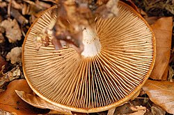 Slemspindling (Cortinarius delibutus)