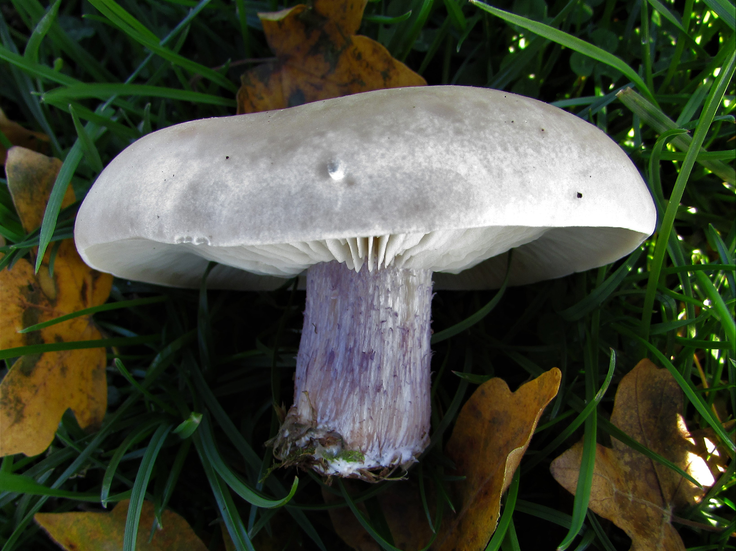 Tarla Mavigöbeği (Clitocybe saeva)