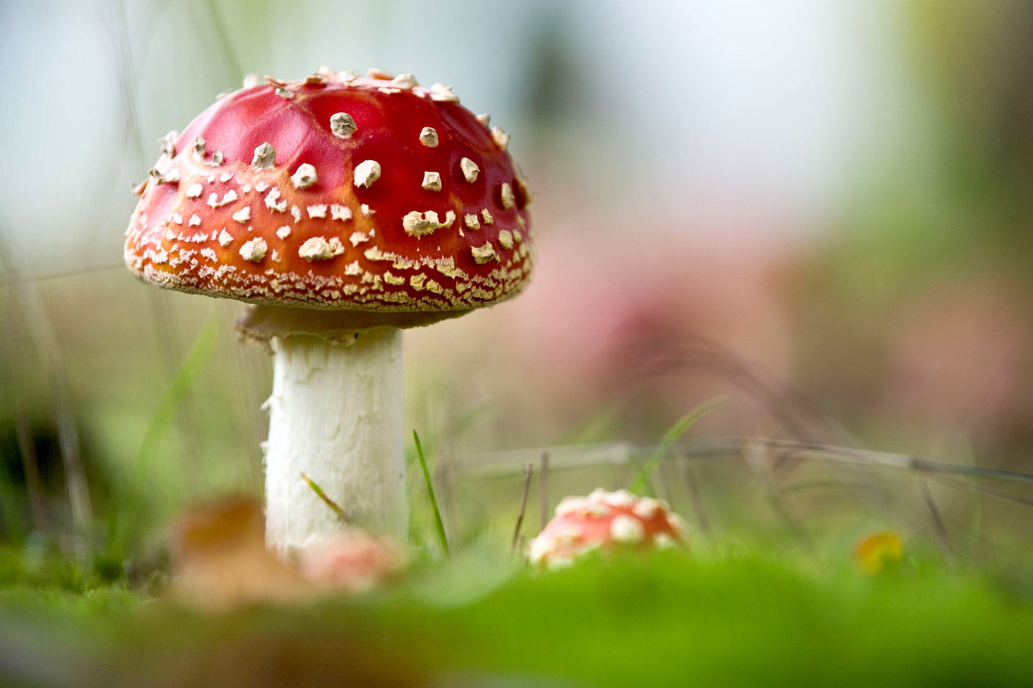 Говорушка велетенська (Infundibulicybe geotropa)
