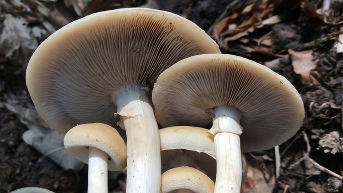 Tegelröd slätskivling (Leratiomyces ceres)