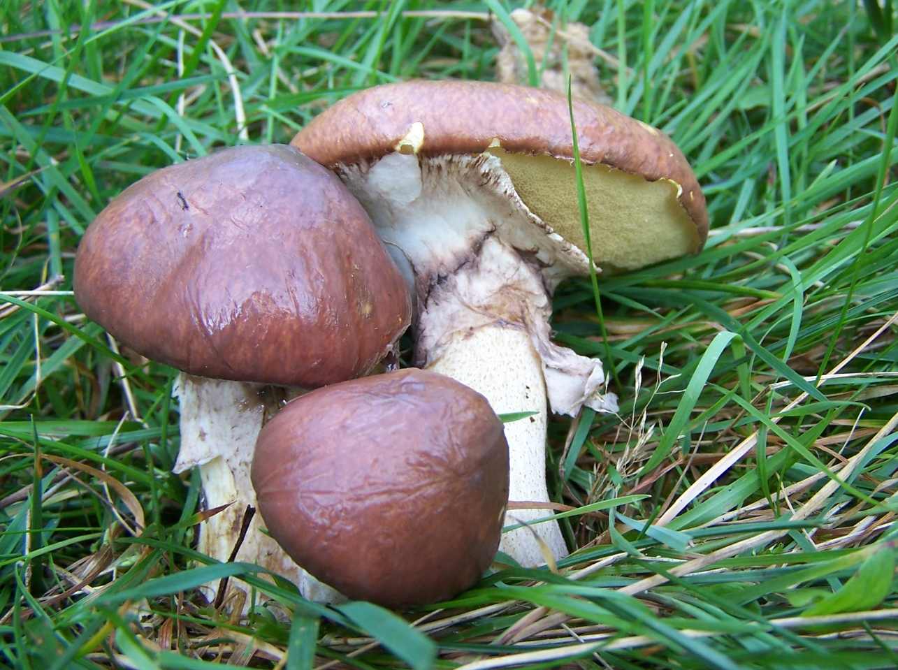 粘盖伞 (Suillus)