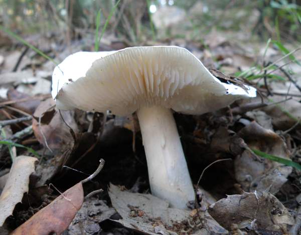 Beyaz Şövalye (Tricholoma album)
