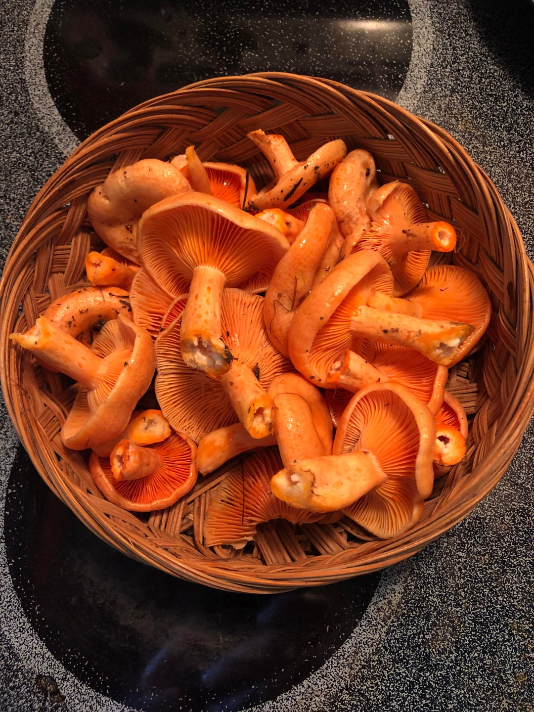 Pepparriska (Lactarius rufus)