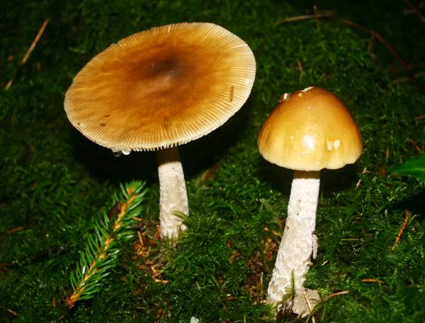 Помаранчева гризетка (Amanita crocea)