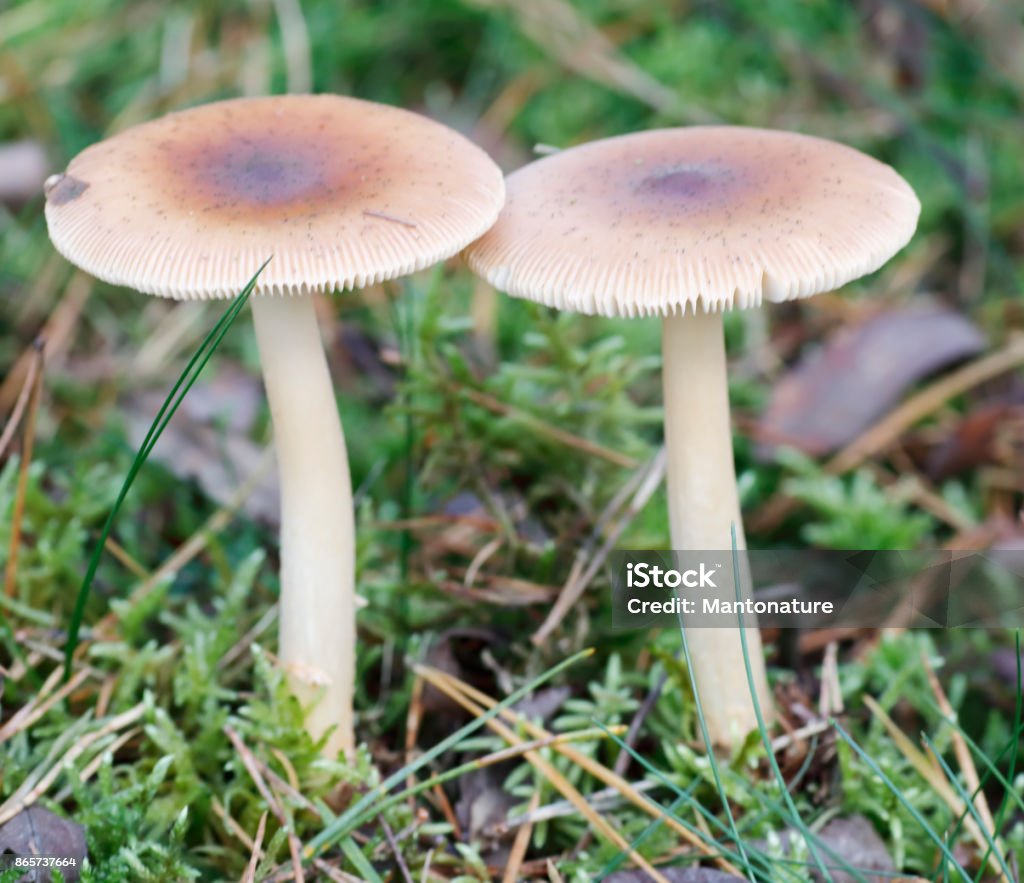 Sarımsı mantar (Bolbitius vitellinus)