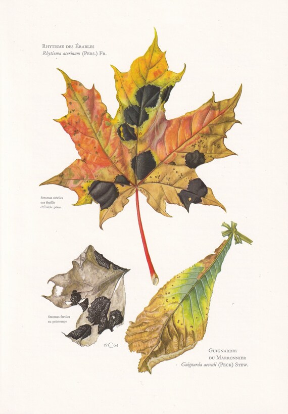Ритізма кленова (Rhytisma acerinum)