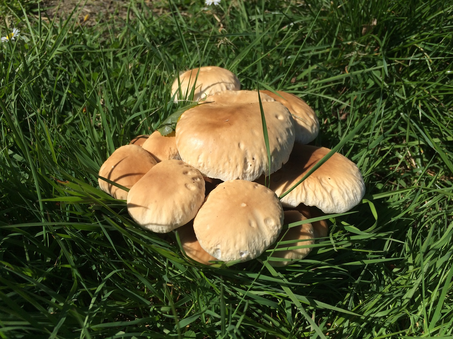栗蘑 (Agrocybe aegerita)
