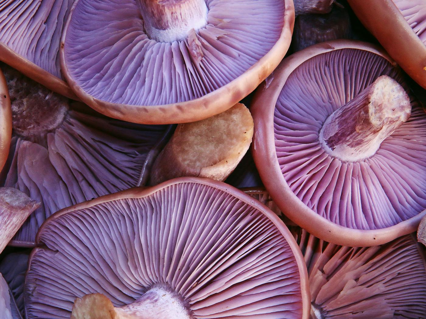Violet-toothed polypore (Trichaptum biforme)