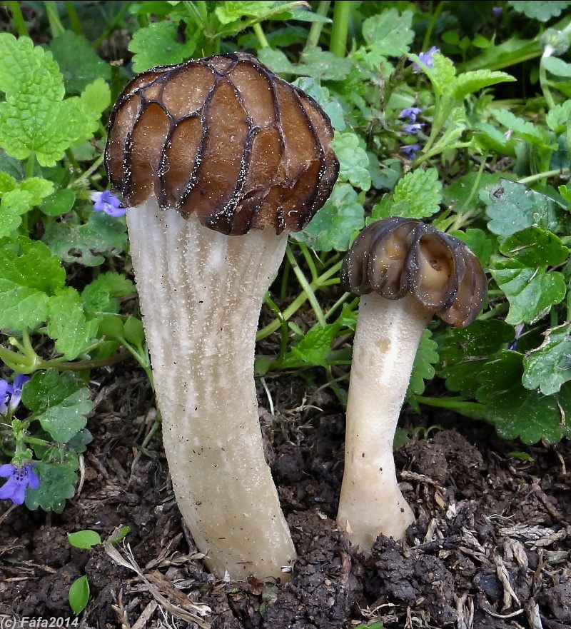 Hättemurkla (Morchella semilibera)