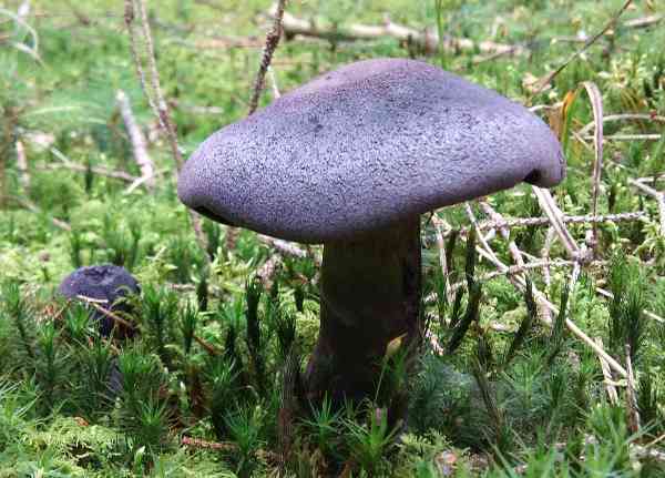 Кортинарій фіолетовопластинчастий (Cortinarius violaceolamellatus)