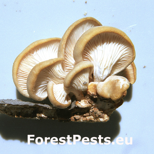 เห็ดบีชวูด ซิกเคนเนอร์ (Russula nobilis)