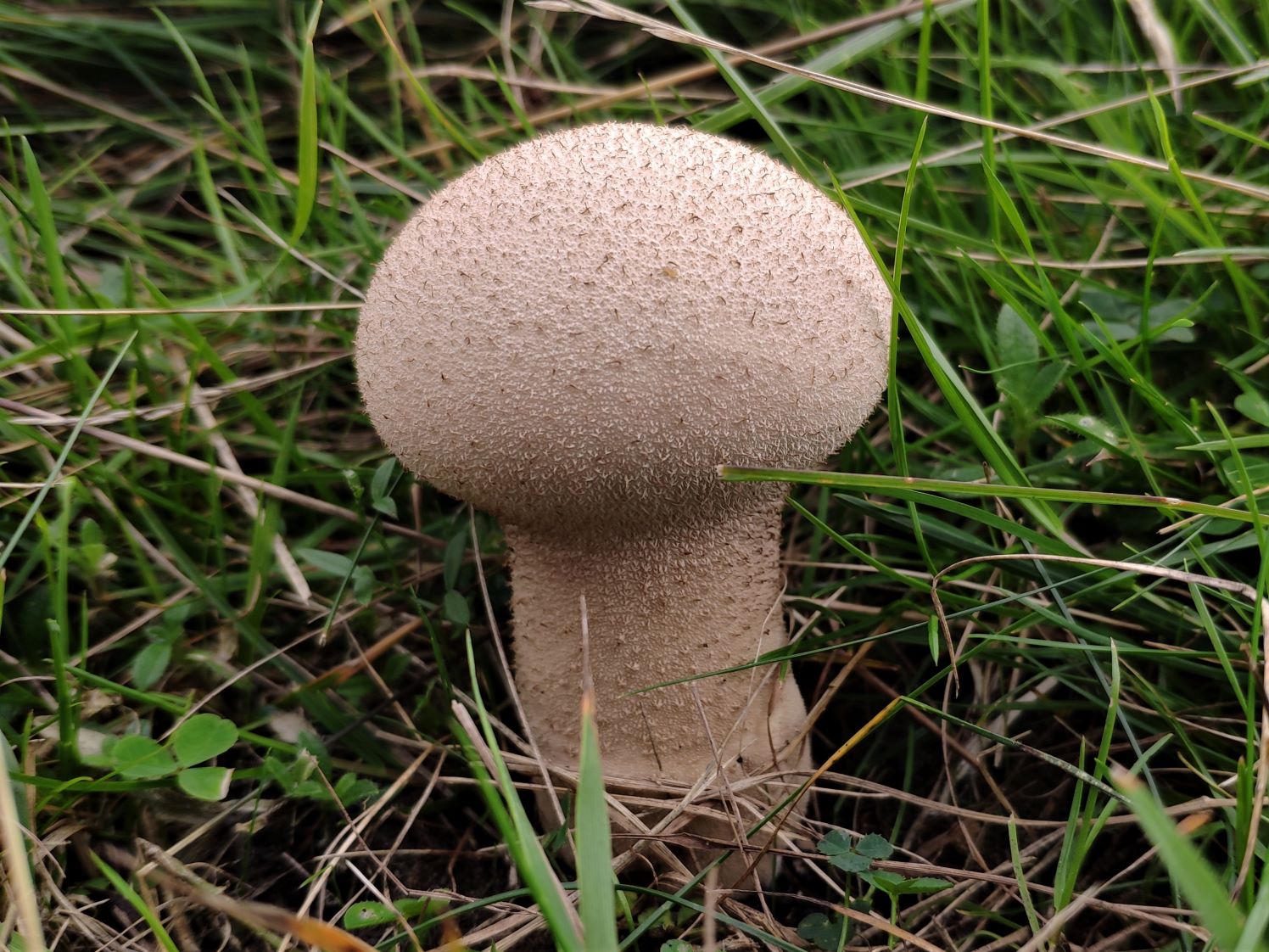 Batastača, Tučana puhara (Handkea excipuliformis)