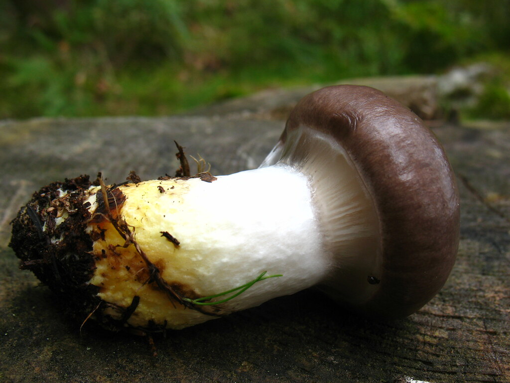 Ullig slemskivling (Gomphidius tomentosus)