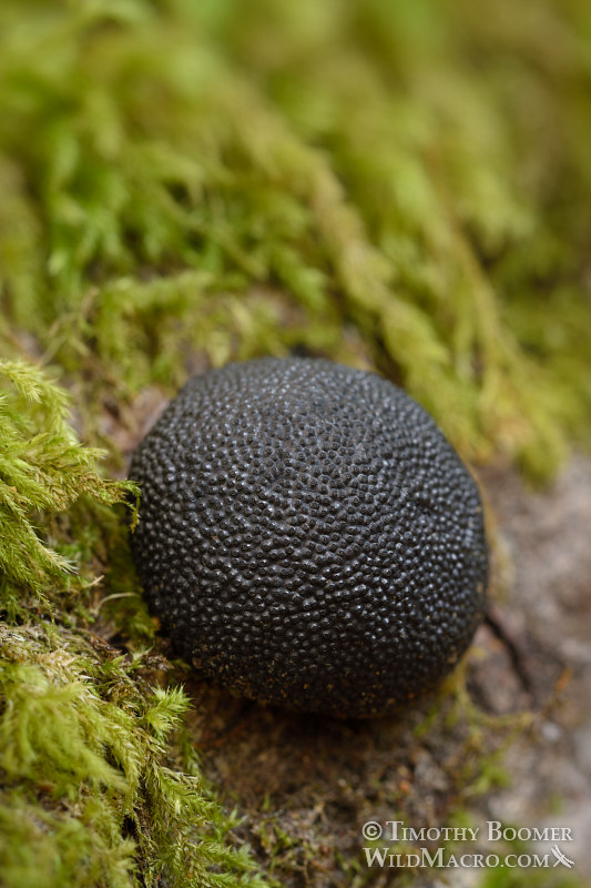 Cramp Ball (Daldinia concentrica)