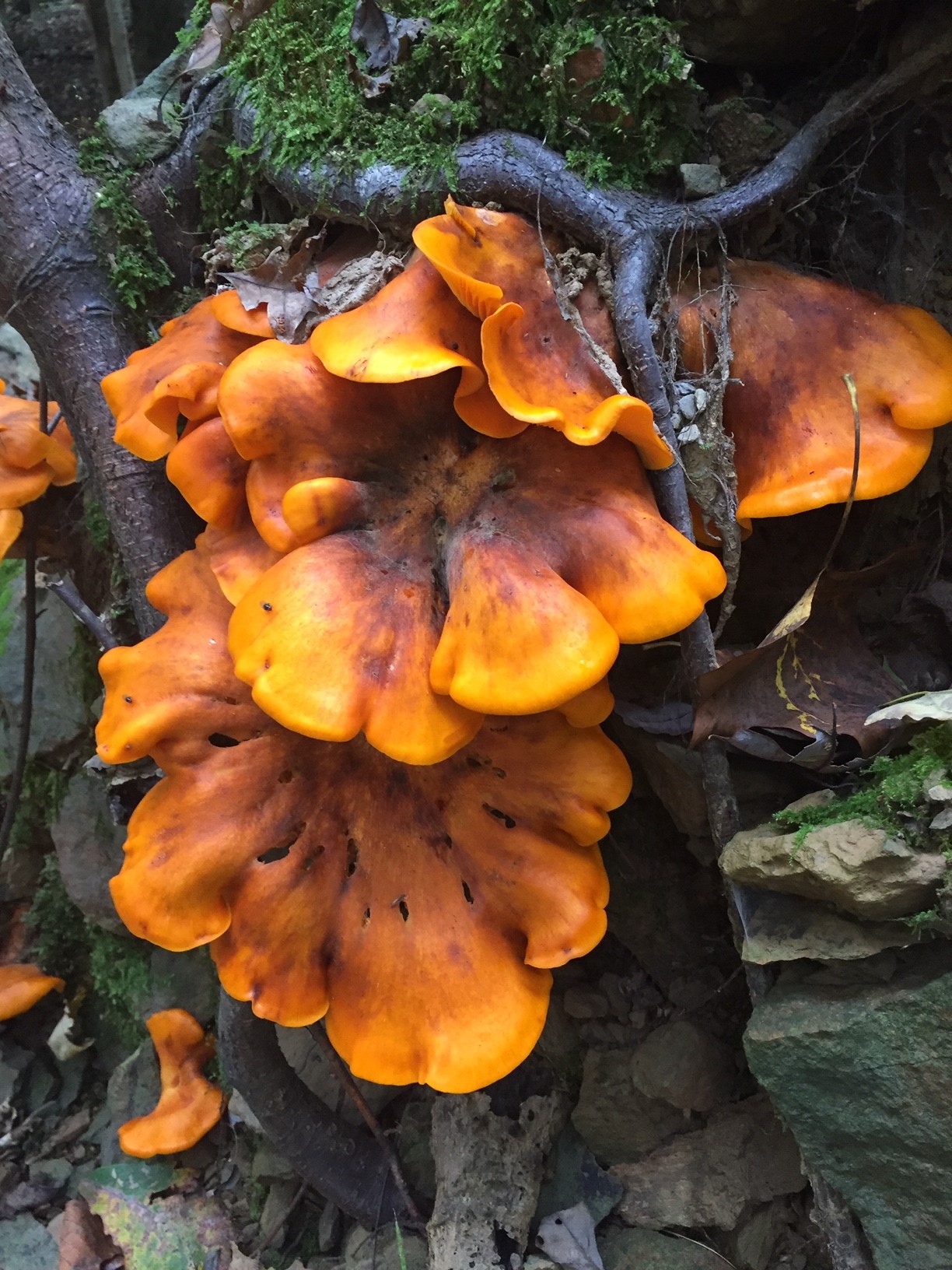 Ullticka (Phellinus pomaceus)