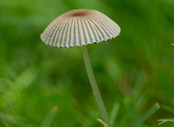 Smörvaxskivling (Rhodocollybia butyracea)