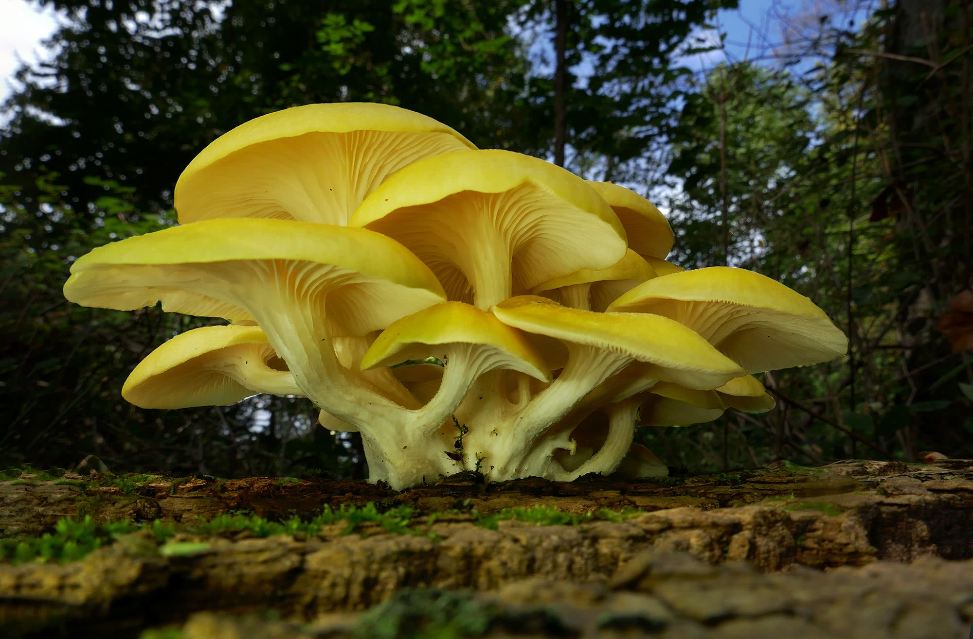 Pullus Pıtrağı (Agaricus squarrosus)