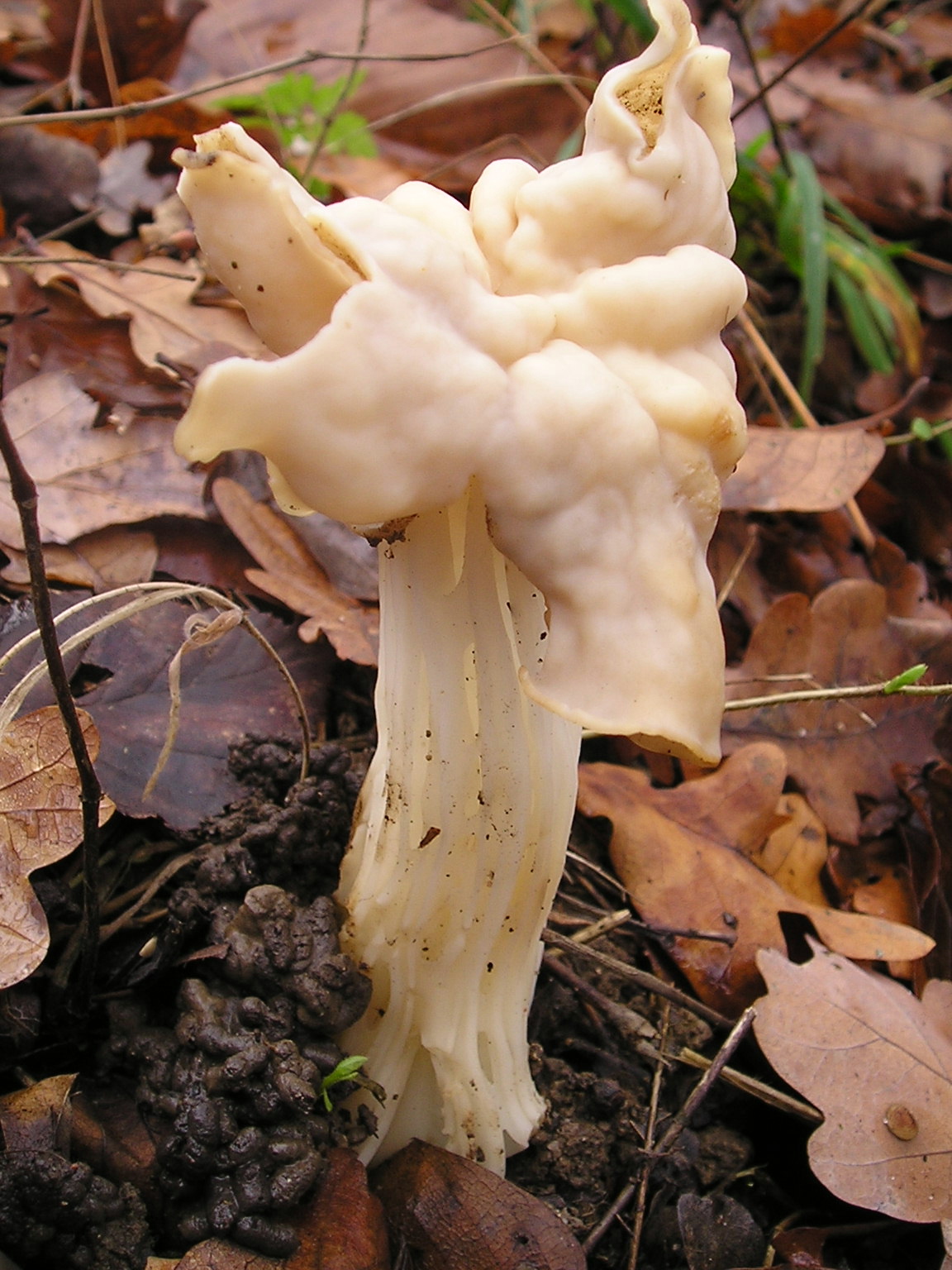 Beyaz Eyer Mantarı (Helvella crispa)