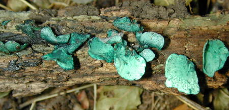Grönmussling (Chlorociboria aeruginascens)