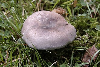 Pärlkremla (Russula parazurea)
