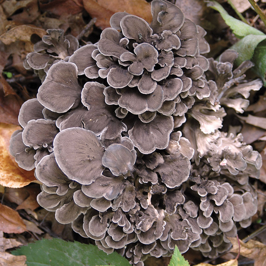 Armut Şekilli Püsküllü Mantar (Lycoperdon pyriforme)
