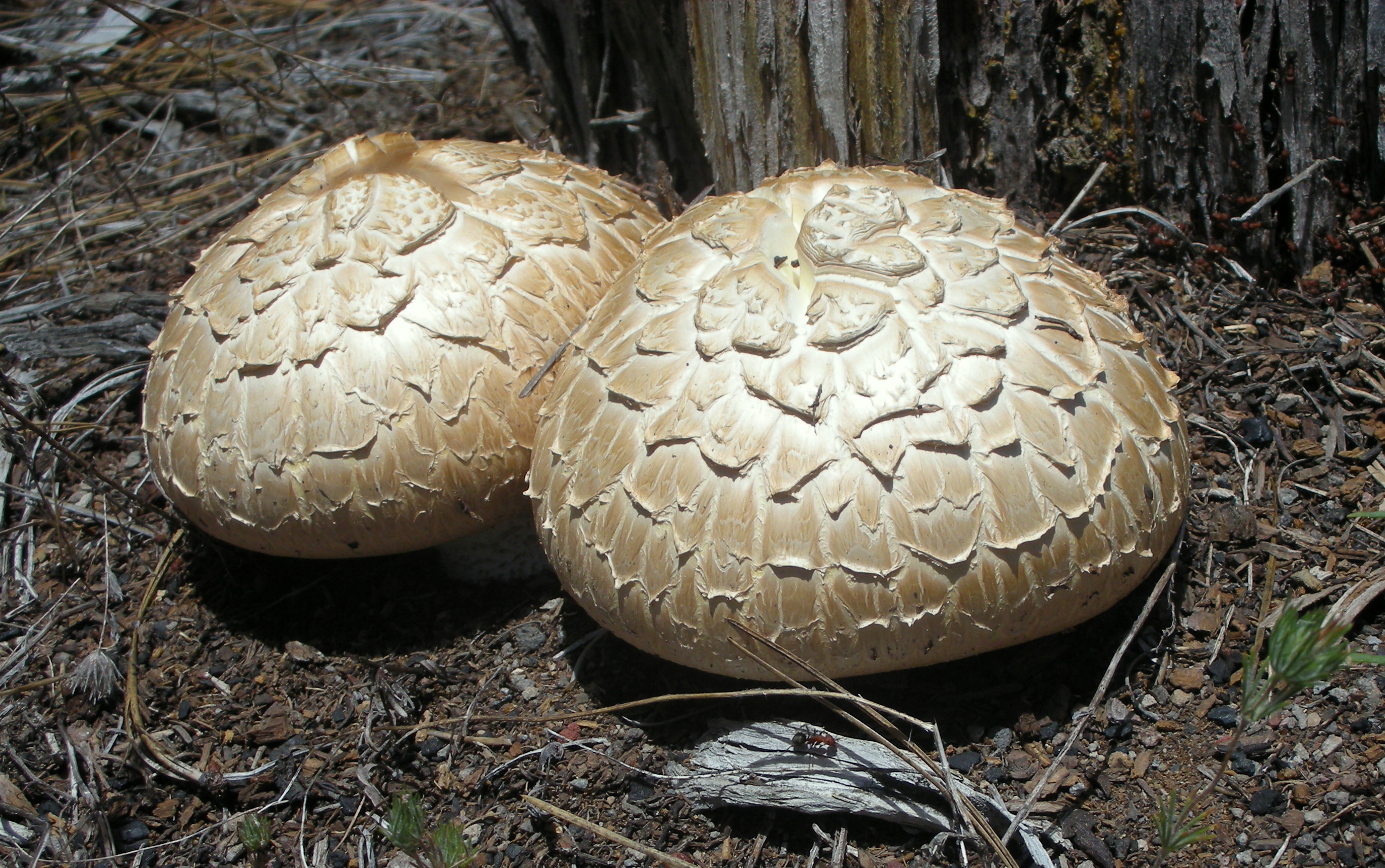 巨齿菌 (Neolentinus ponderosus)