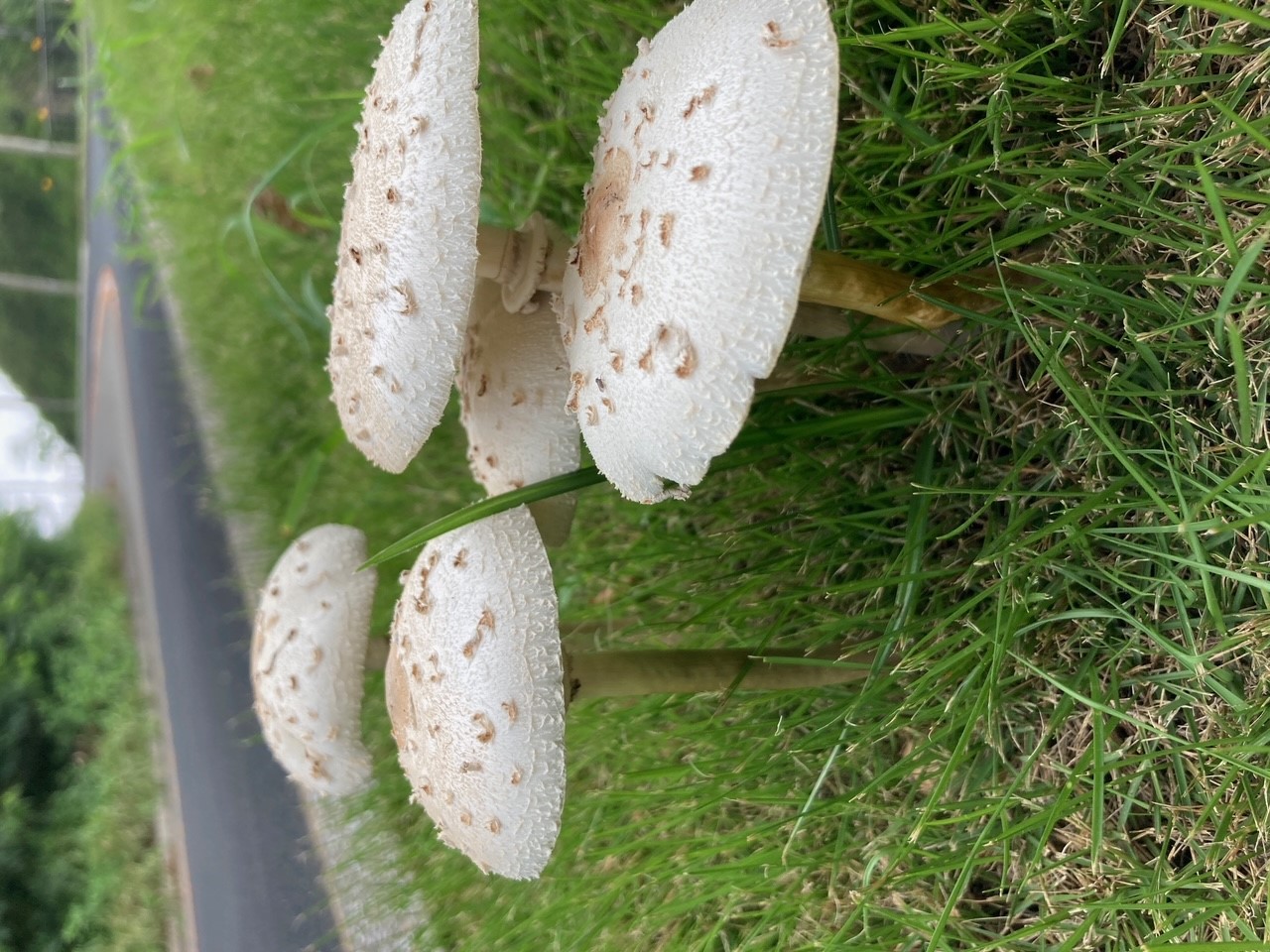 Velika sunčanica (Macrolepiota procera)